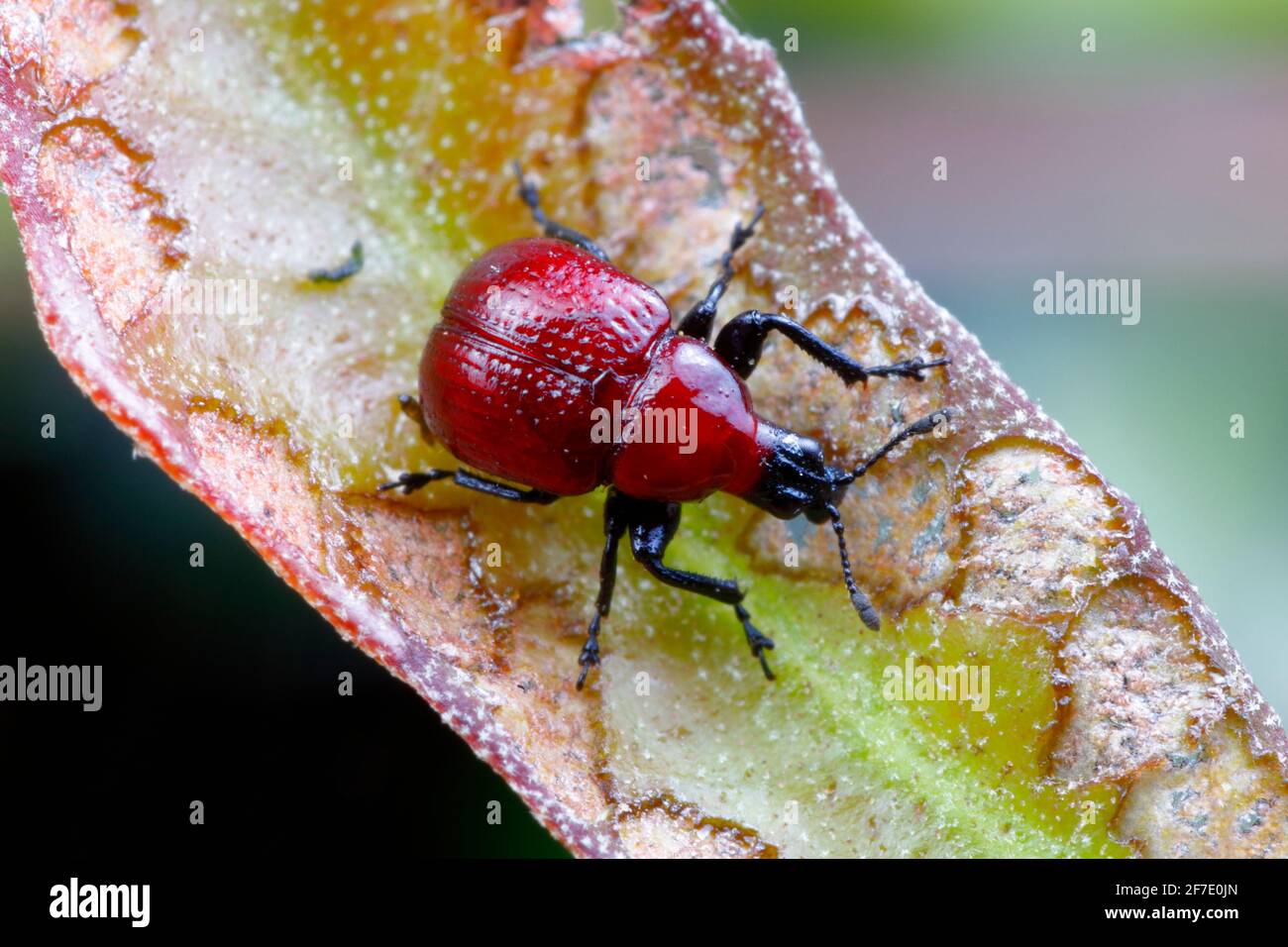 Una dolcezza rossa, Homoeolabus analis, strisciando su una foglia. Foto Stock