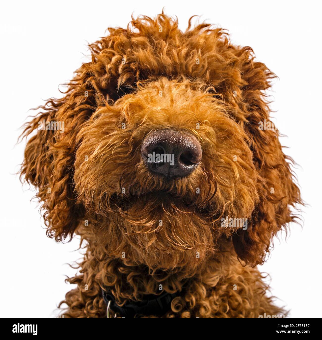 Marrone Labradoodle Shaggy cane testa e naso ritratto con pelliccia occhioni di copertura Foto Stock