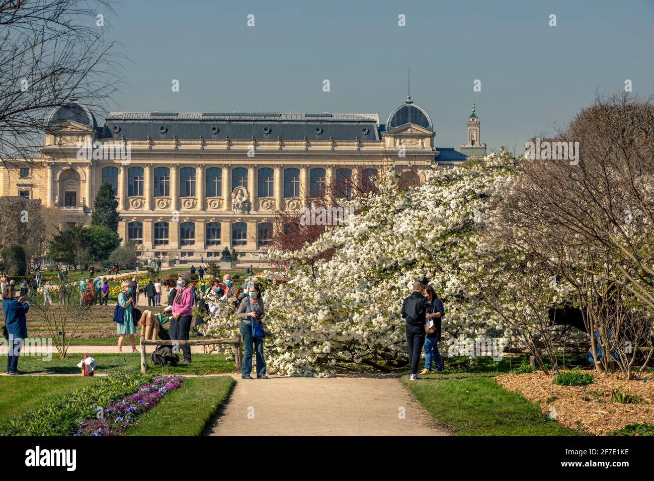 Parigi, Francia - 31 marzo 2021: Bellissimo albero fiorito di ciliegi bianchi nel Jardin des plantes a Parigi nella soleggiata primavera giorno di marzo Foto Stock