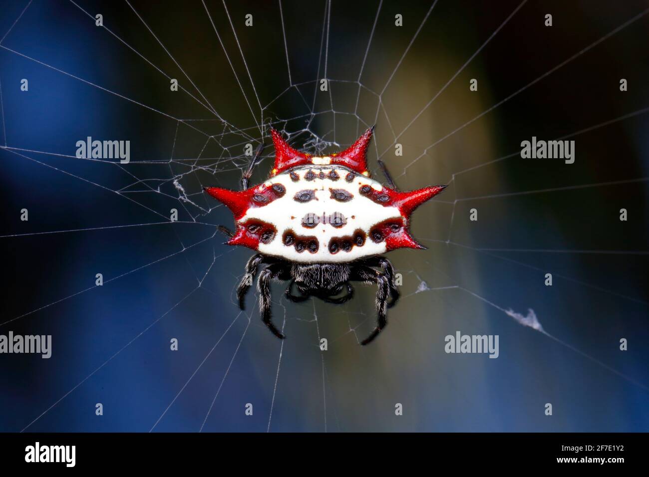 Un ragno di tessitore dell'Orba di Spiny di Crablike, Gasteracantha cancriformis, sospeso dalla relativa rete. Foto Stock