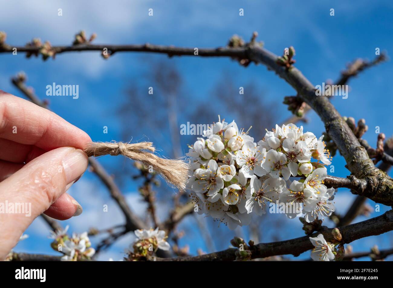 Usando un pennello fatto in casa per impollinare a mano la fioritura di prugna in primavera. Foto Stock