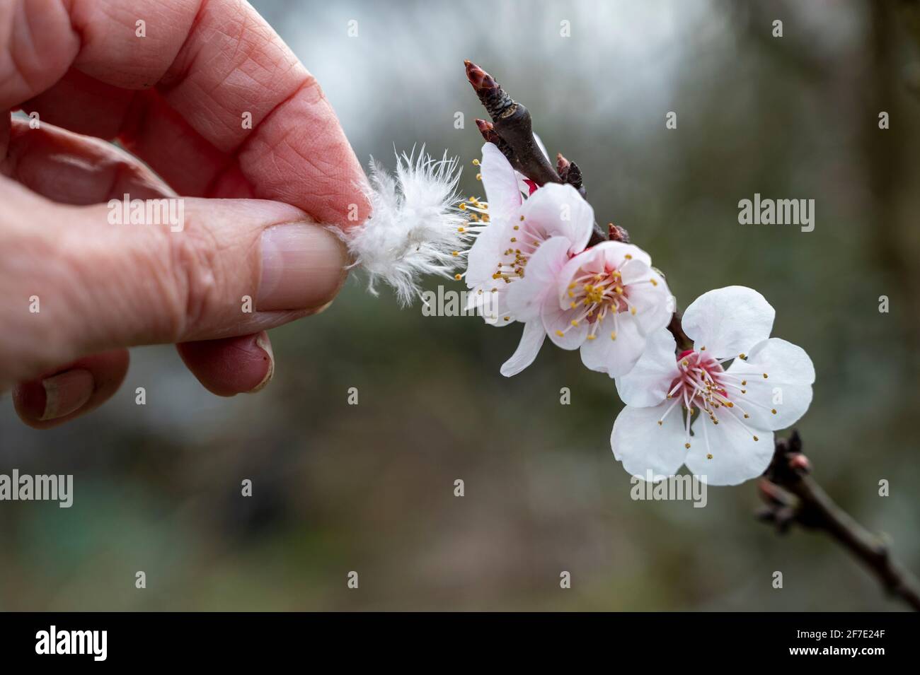 Con una piuma a mano impollinare un albicocca in primavera. Foto Stock