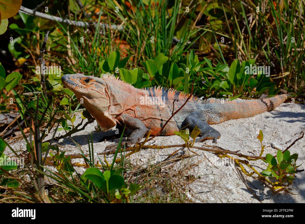 Un maschio messicano iguana dalla coda spinosa, Ctenosaura pectinata, crogiolandosi in un'isola sabbiosa. Foto Stock
