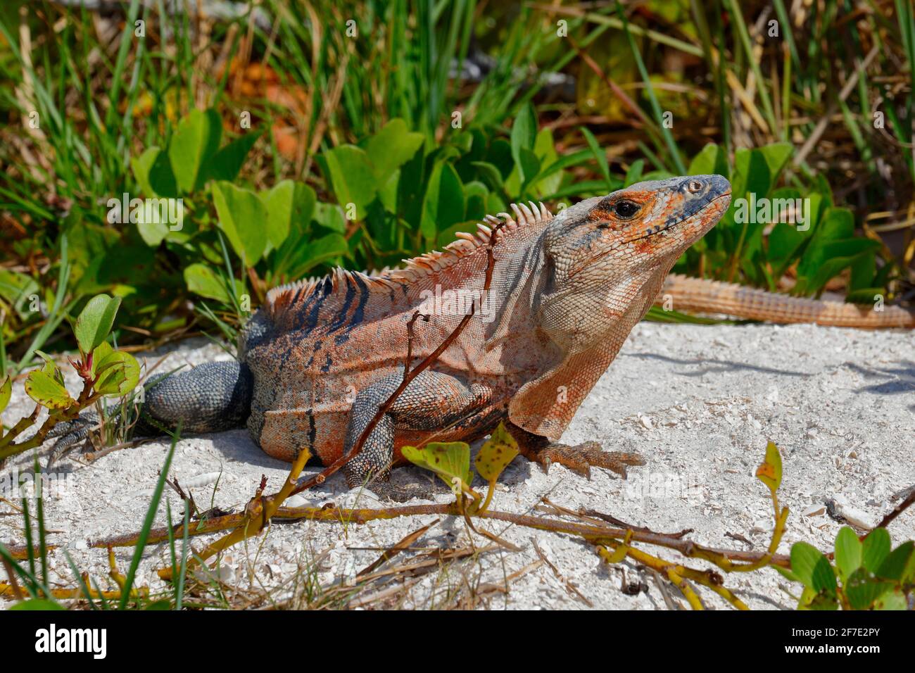 Un maschio messicano iguana dalla coda spinosa, Ctenosaura pectinata, crogiolandosi in un'isola sabbiosa. Foto Stock