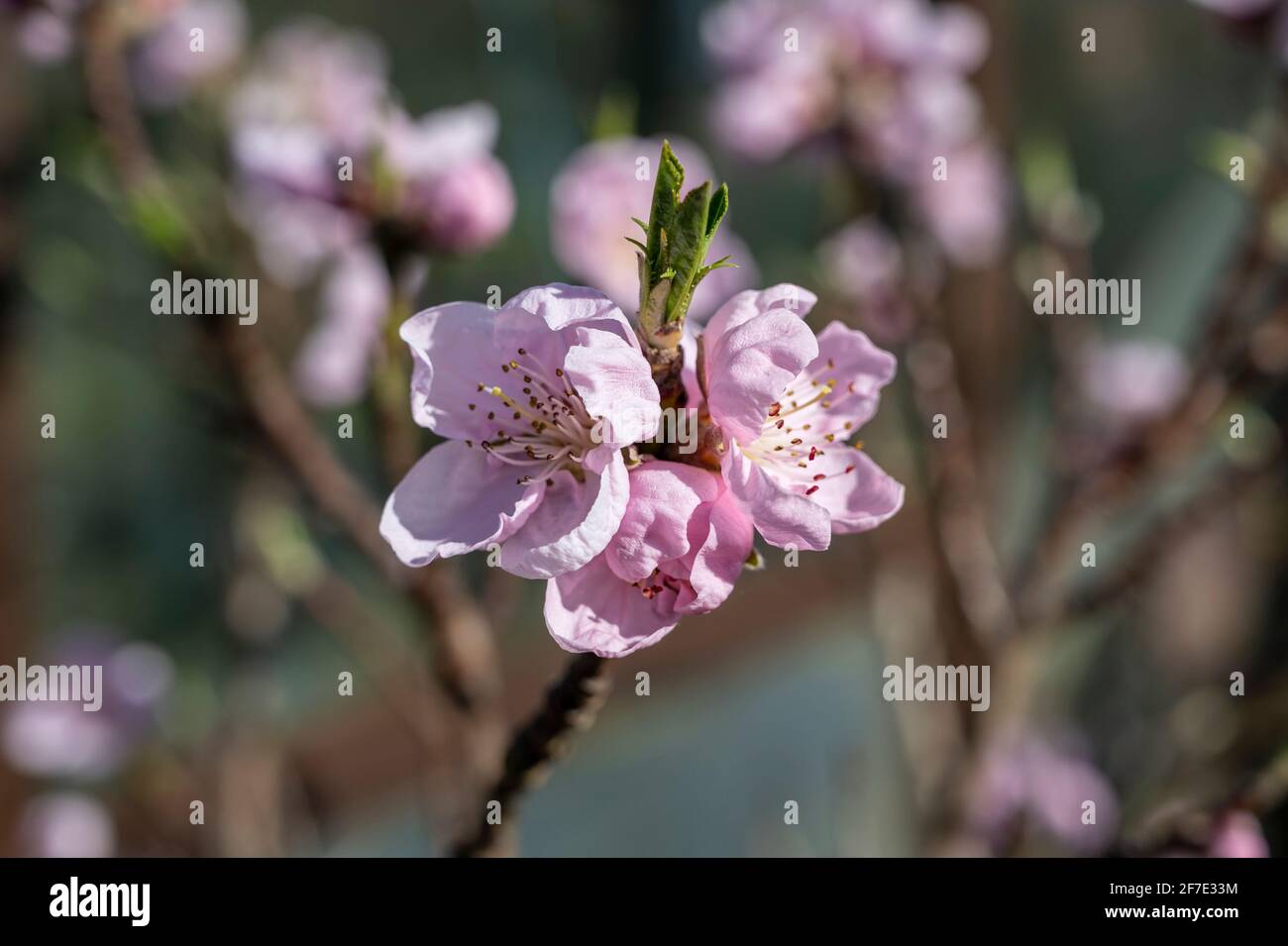 Fioritura di pesca in primavera. Foto Stock