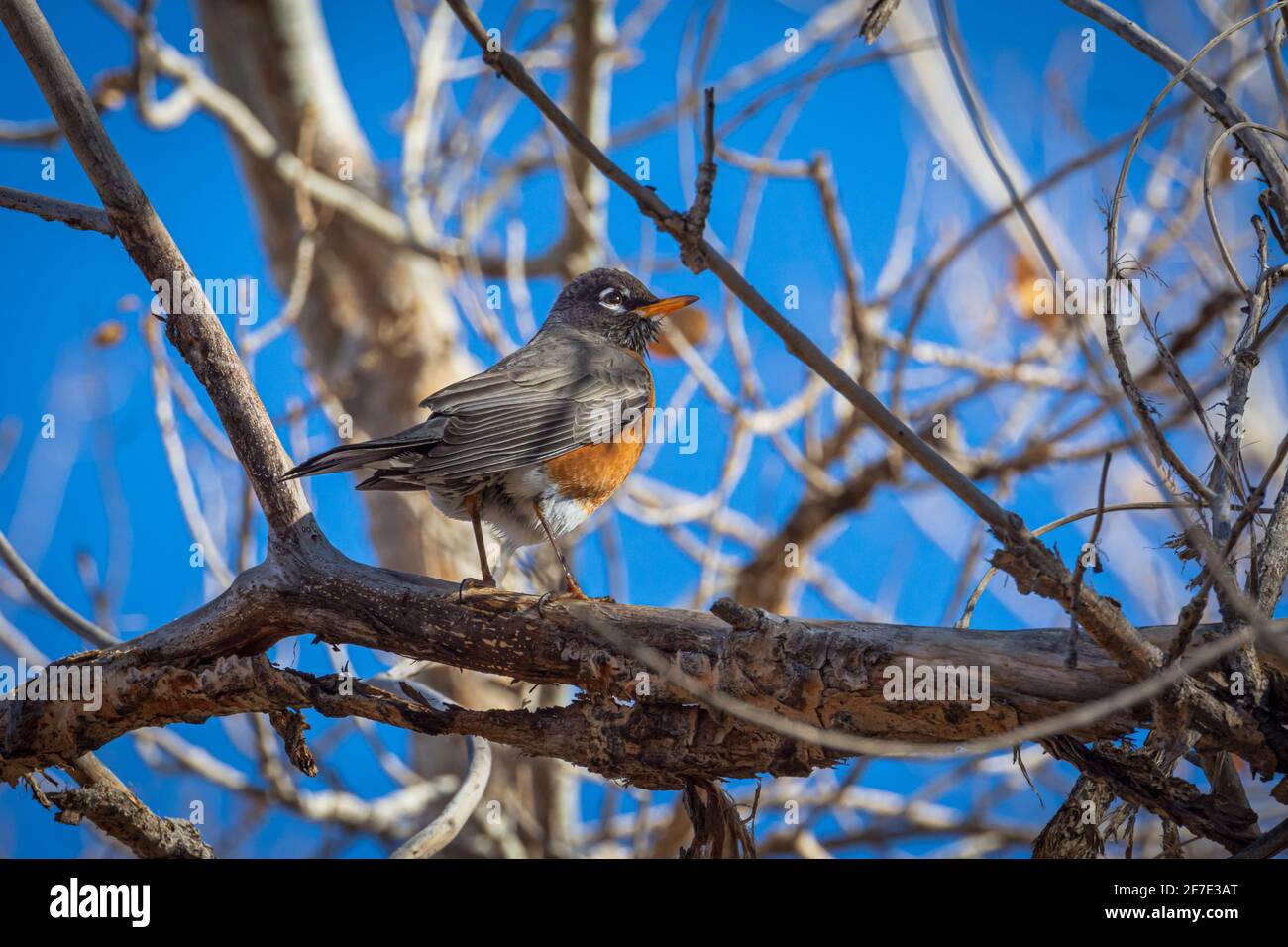 Giovane Robin americano (Turdus migratorius) in cottonwood albero in primavera, Castle Rock Colorado USA. Foto scattata a marzo. Foto Stock