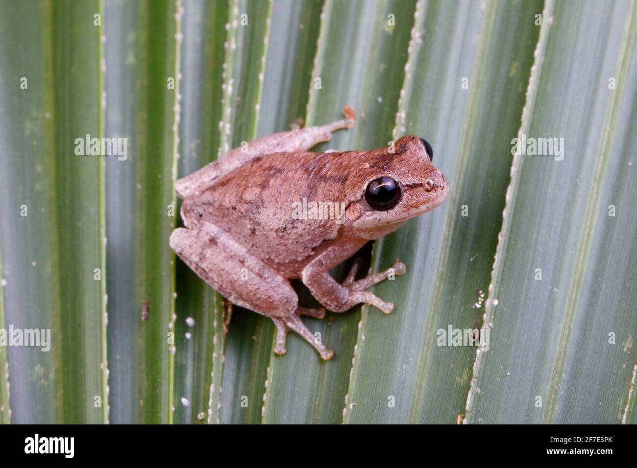 Una rana di pineta, Hyla femoralis, arroccata su una foglia. Foto Stock