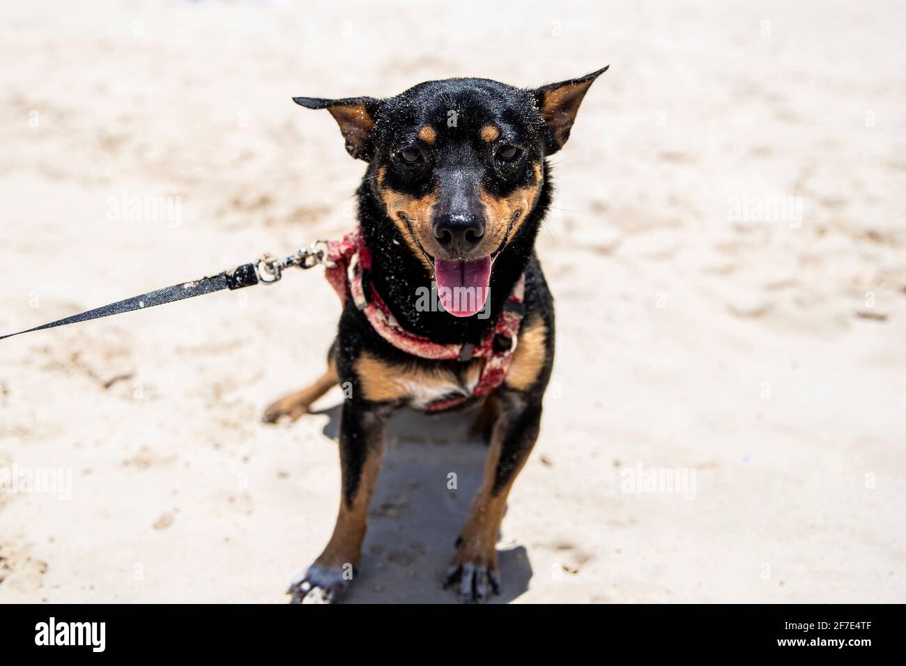 Cucciolo sorridente coperto di sabbia che si affaccia sulla spiaggia A Oahu Foto Stock