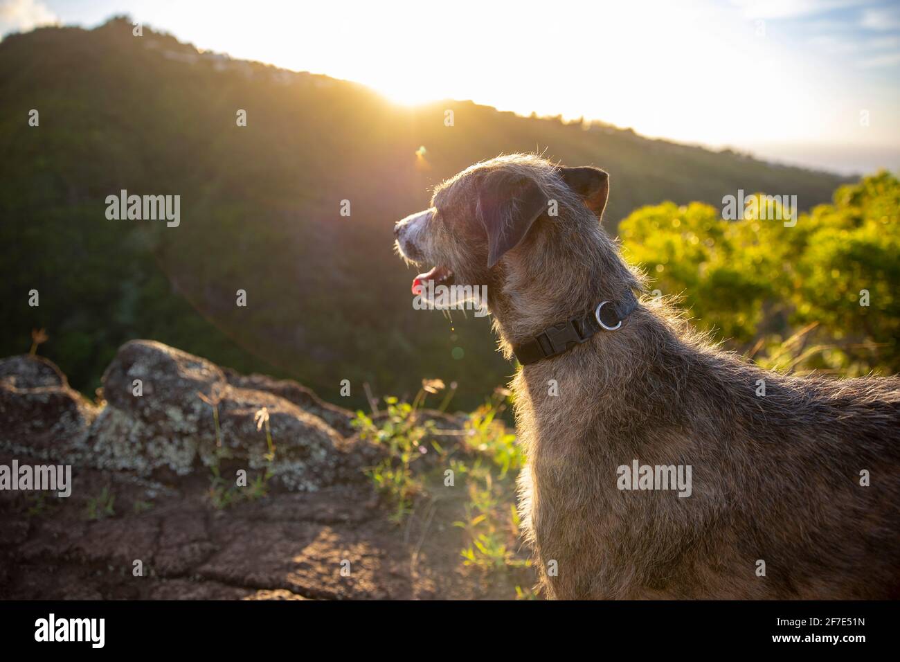 Il cane anziano si diverte con un'escursione mattutina alle Hawaii Foto Stock