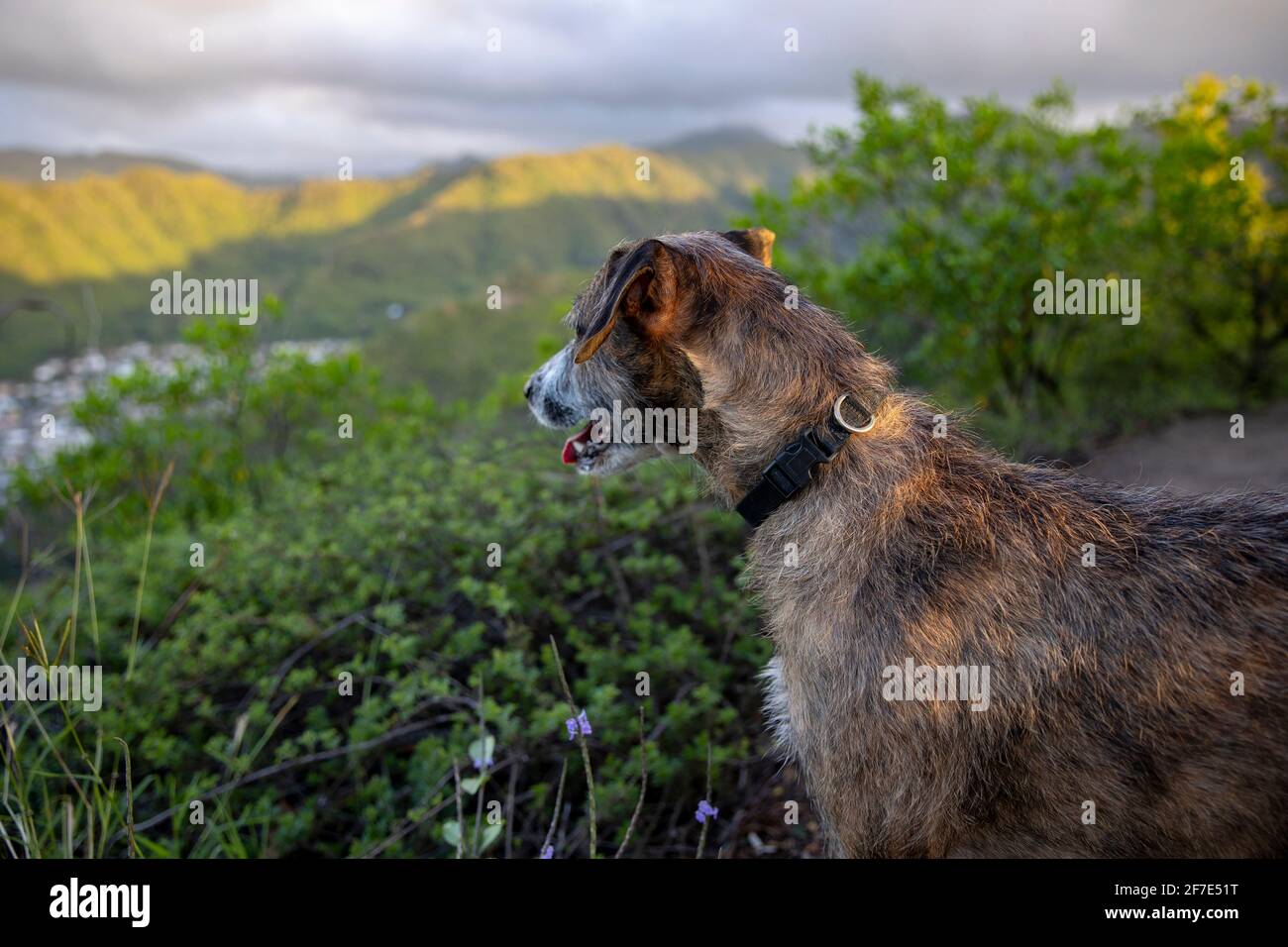 Cane maturo in piedi in un campo di fiori che domina il montagne Foto Stock