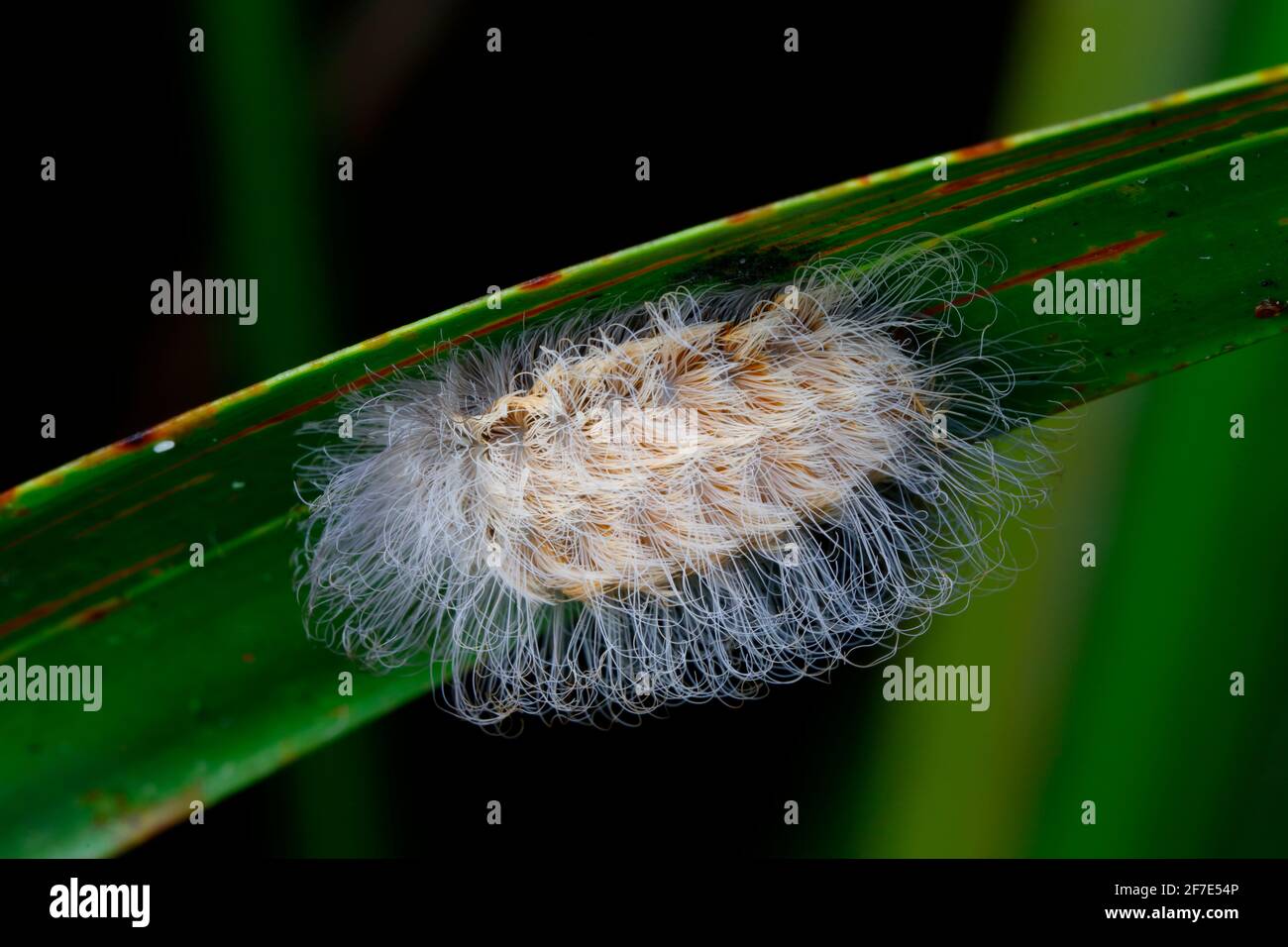 Una falce meridionale bruco, Megalopyge opercularis, strisciando su una foglia. Foto Stock