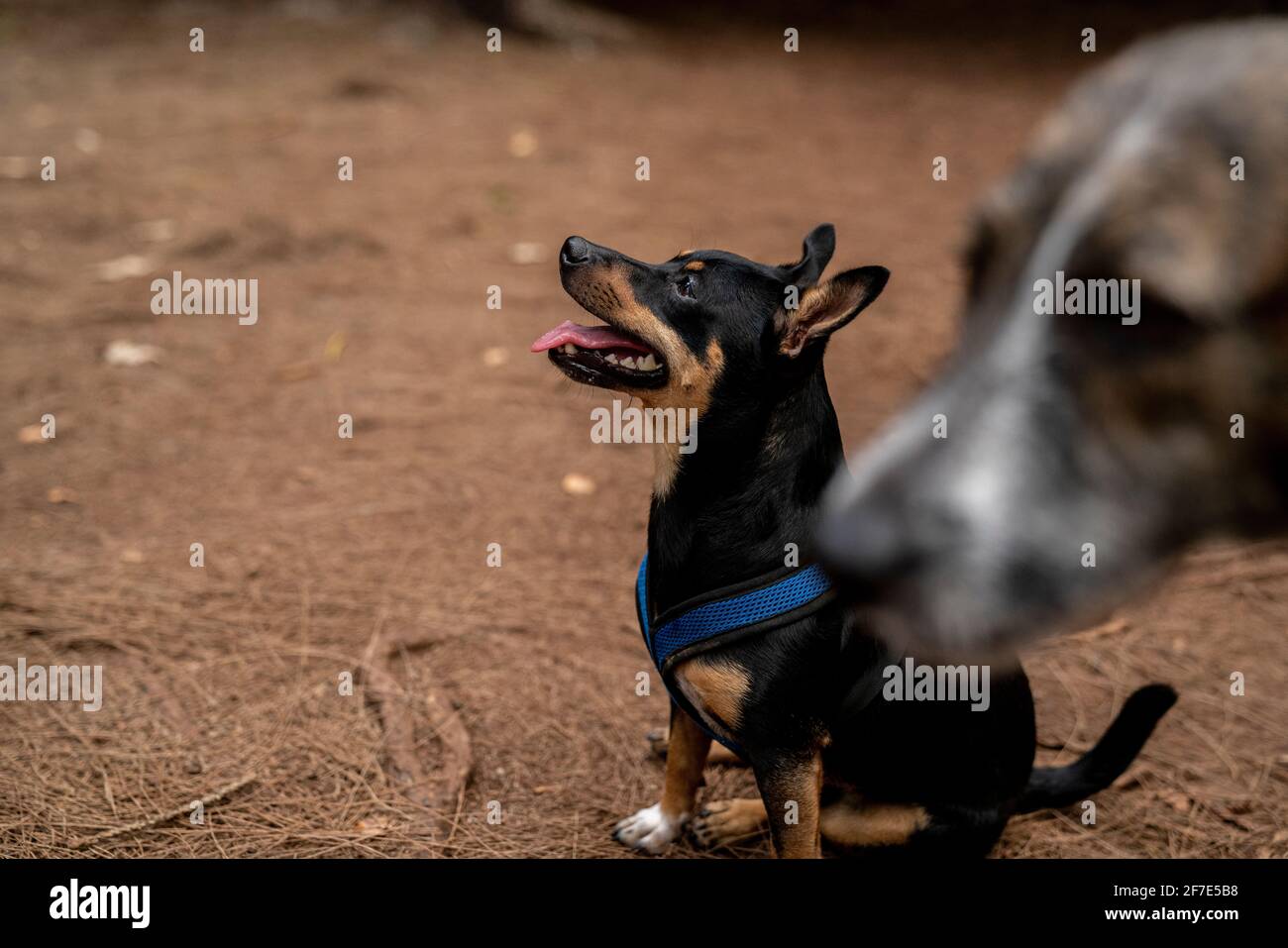 Felicissimo cucciolo appeso con il suo più vecchio amico canino dentro Honolulu Foto Stock