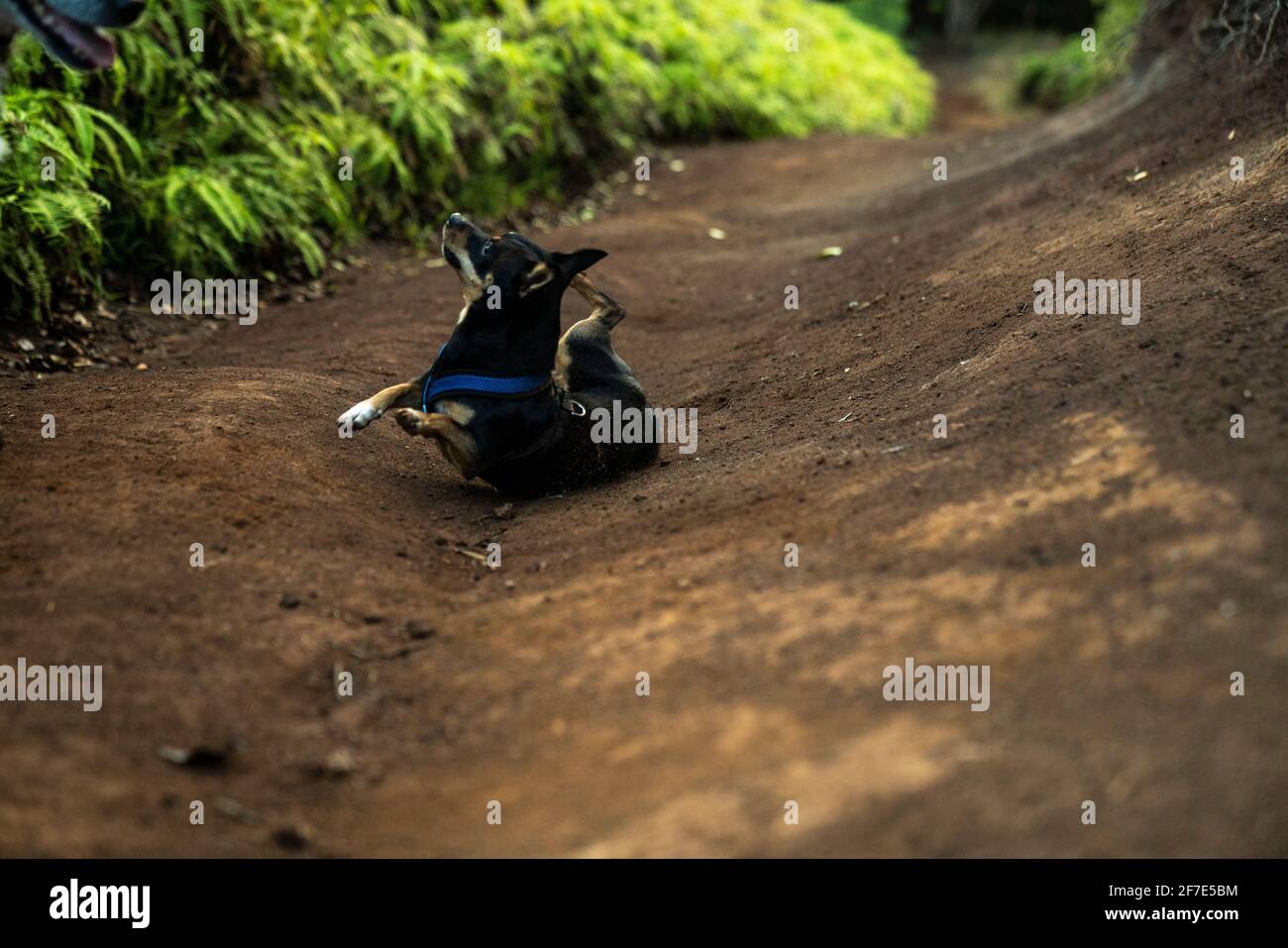 Cucciolo che rotola intorno nella sporcizia in un'estate calda Giornata alle Hawaii Foto Stock