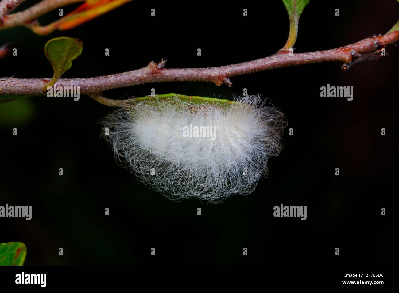 Un bruco di falce fiancheggianti increspato, Megalopyge crispata, che si nutre su una foglia di albero. Foto Stock