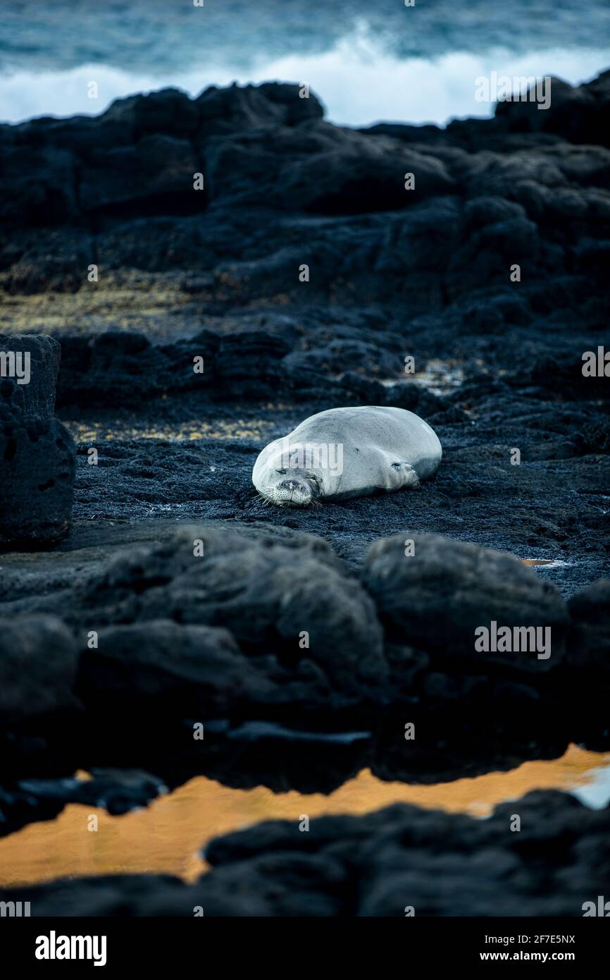 Onde che si schiantano su rocce laviche dietro la foca monaca hawaiana Foto Stock