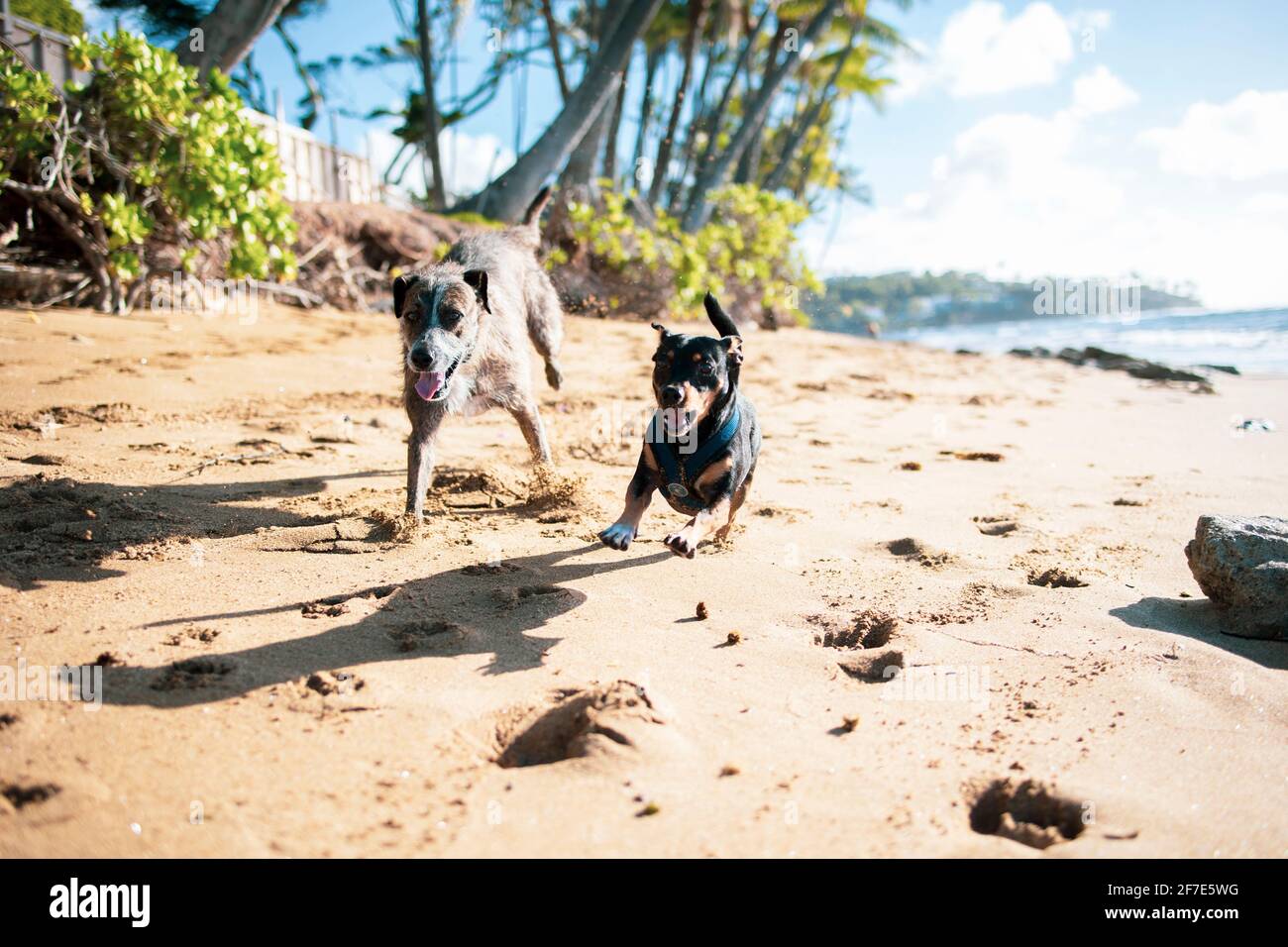 Due cani che corrono insieme in una spiaggia delle Hawaii Foto Stock
