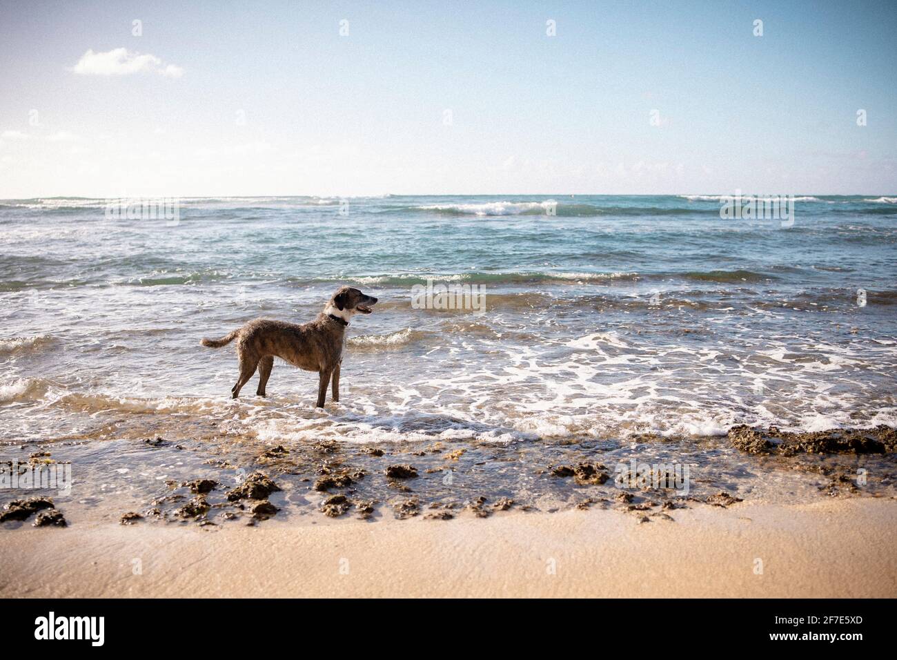 Un cane grande che si rilassa nelle fresche acque dell'oceano a Oahu Foto Stock