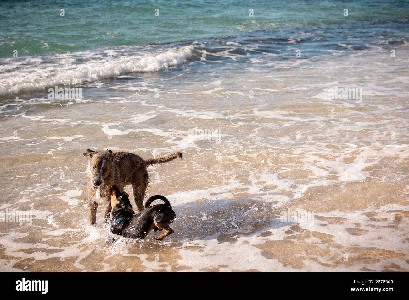 Cucciolo dando un bacio al cane più anziano nel fresco acque oceanate alle Hawaii Foto Stock