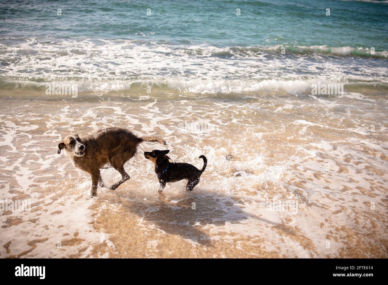 Piccolo cane che incontra il cane più anziano sulla spiaggia di Honolulu, Hawaii Foto Stock