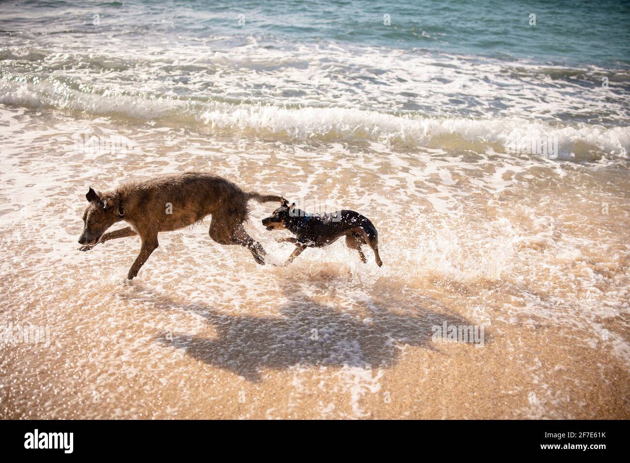 Cucciolo insegue un cane più anziano lungo la linea di terra dentro Honolulu Foto Stock