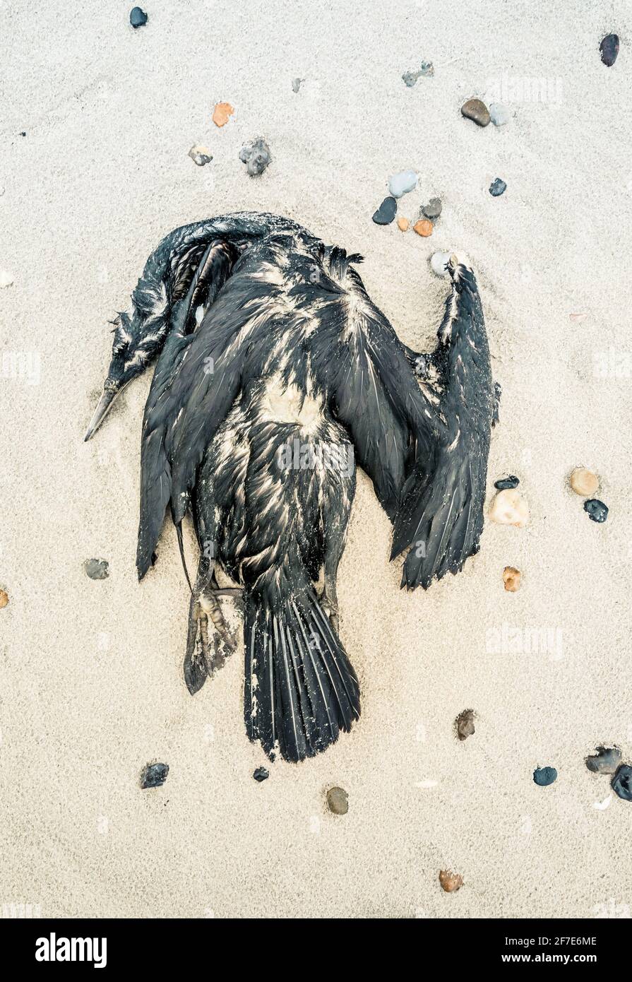 Raven morto in bella forma sulla spiaggia in Danimarca Foto Stock