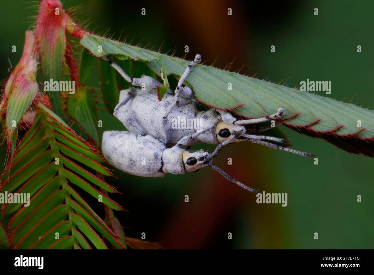 Piccolo foglia Notcher Weevil, Myllocerus undecimpustulatus, accoppiamento. Foto Stock