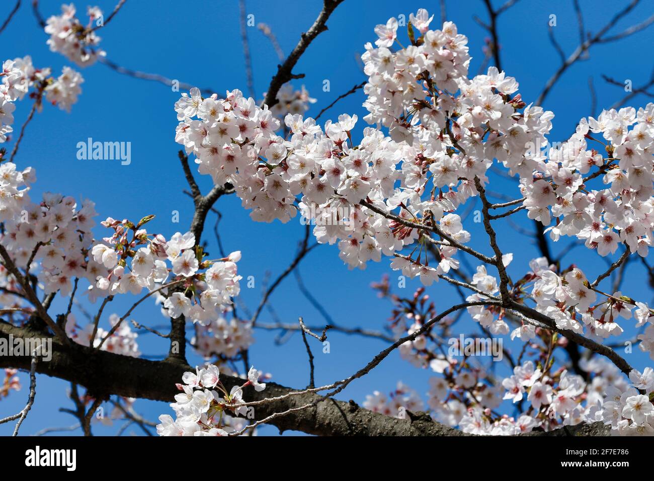 Fiori di Ciliegio in piena fioritura Foto Stock