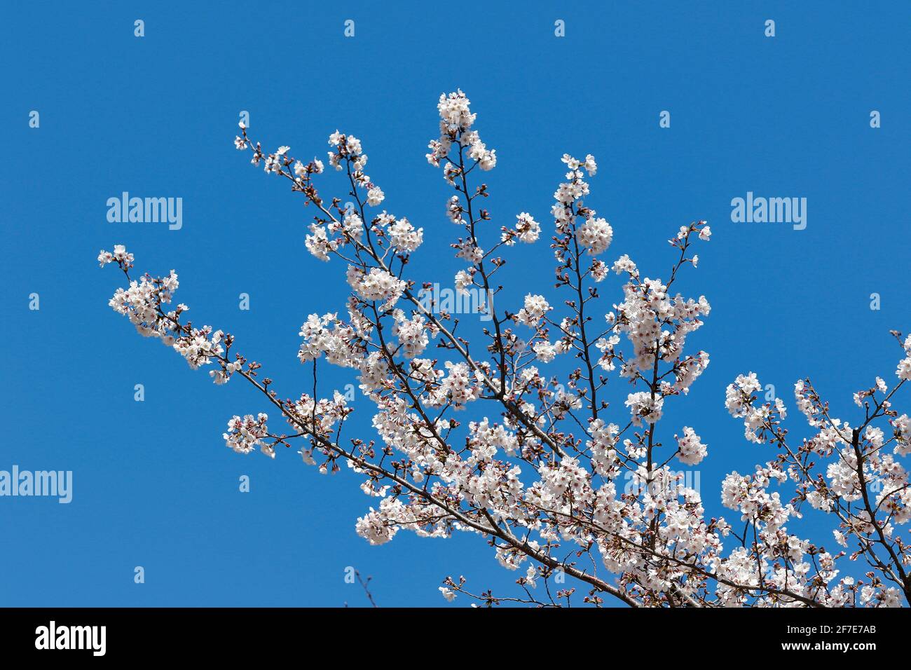 Fiori di Ciliegio in piena fioritura Foto Stock