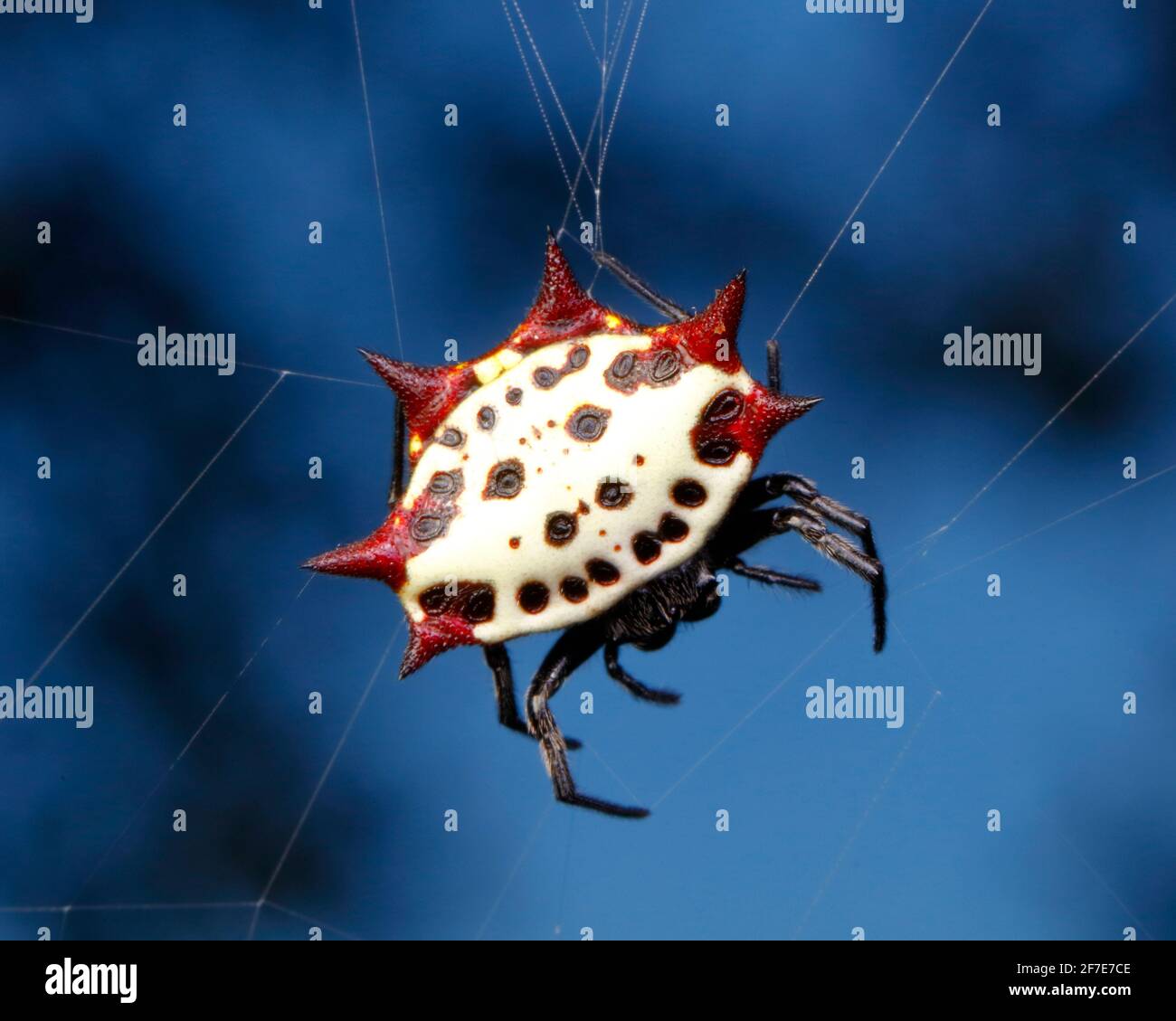 Un ragno di tessitore dell'Orba di Spiny di Crablike, Gasteracantha cancriformis, sospeso dalla relativa rete. Foto Stock