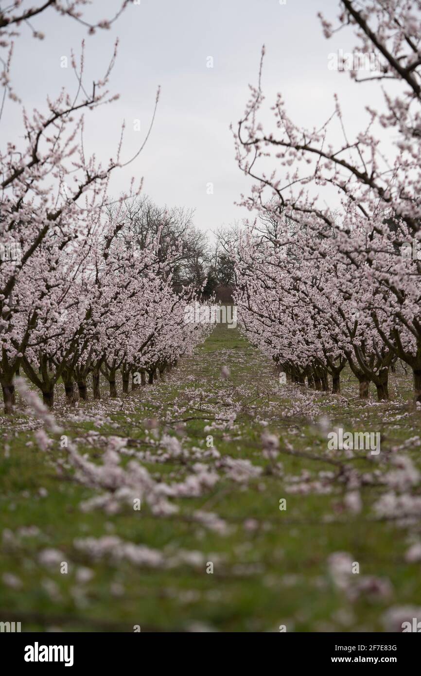 Verticale, albicocca e frutteto di pesca piena fioritura dopo la pruning primavera Foto Stock