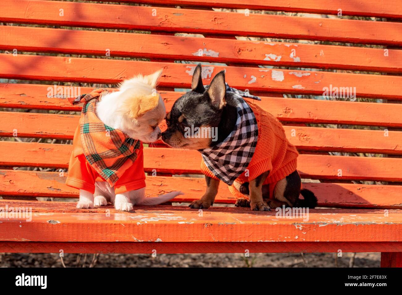 Due cani Chihuahua su una panchina di legno arancione. Cane Chihuahua in abiti e cucciolo chihuahua in abiti. I cani si sniffano l'un l'altro Foto Stock