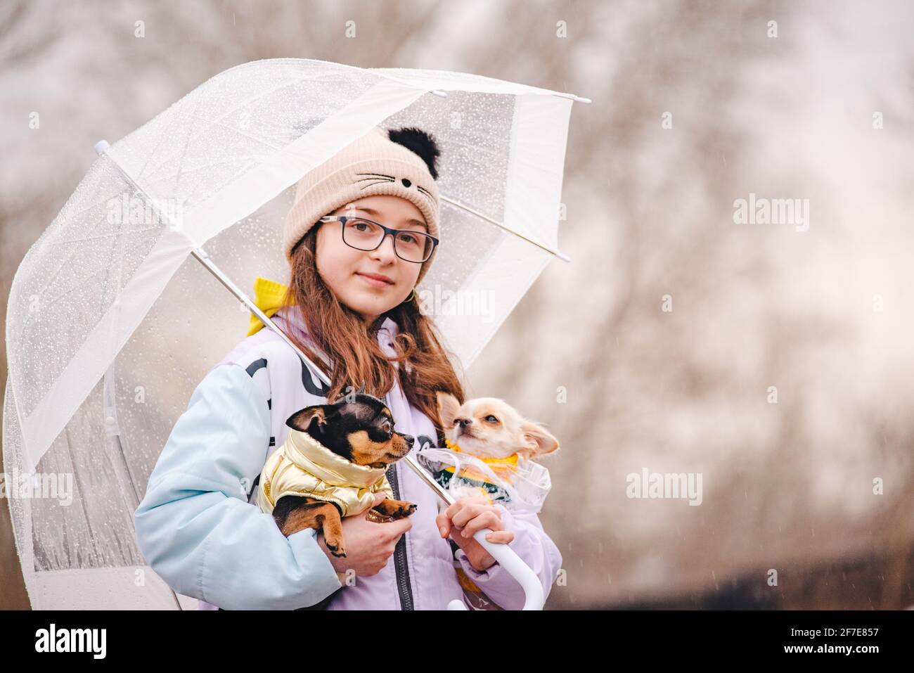 Bella ragazza con due cani chihuahua sulla natura. Una ragazza adolescente e due cani vestiti di piccole razze in tempo piovoso sotto un ombrello. Cucciolo e cane adulto Foto Stock