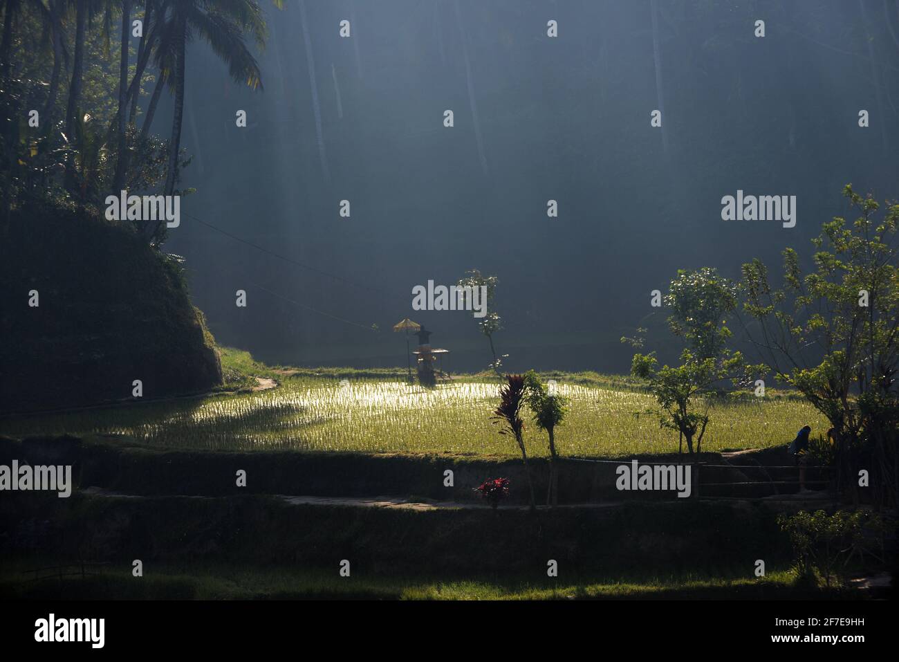 Le pittoresche risaie a terrazza di Tegallalang a Bali, Indonesia. Foto Stock