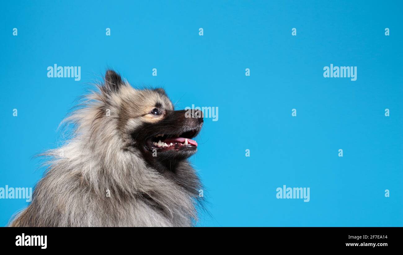 Ritratto di divertente lupo spitz su sfondo blu. Keeshond cane purebred. Ampia immagine con spazio per la copia. Foto Stock