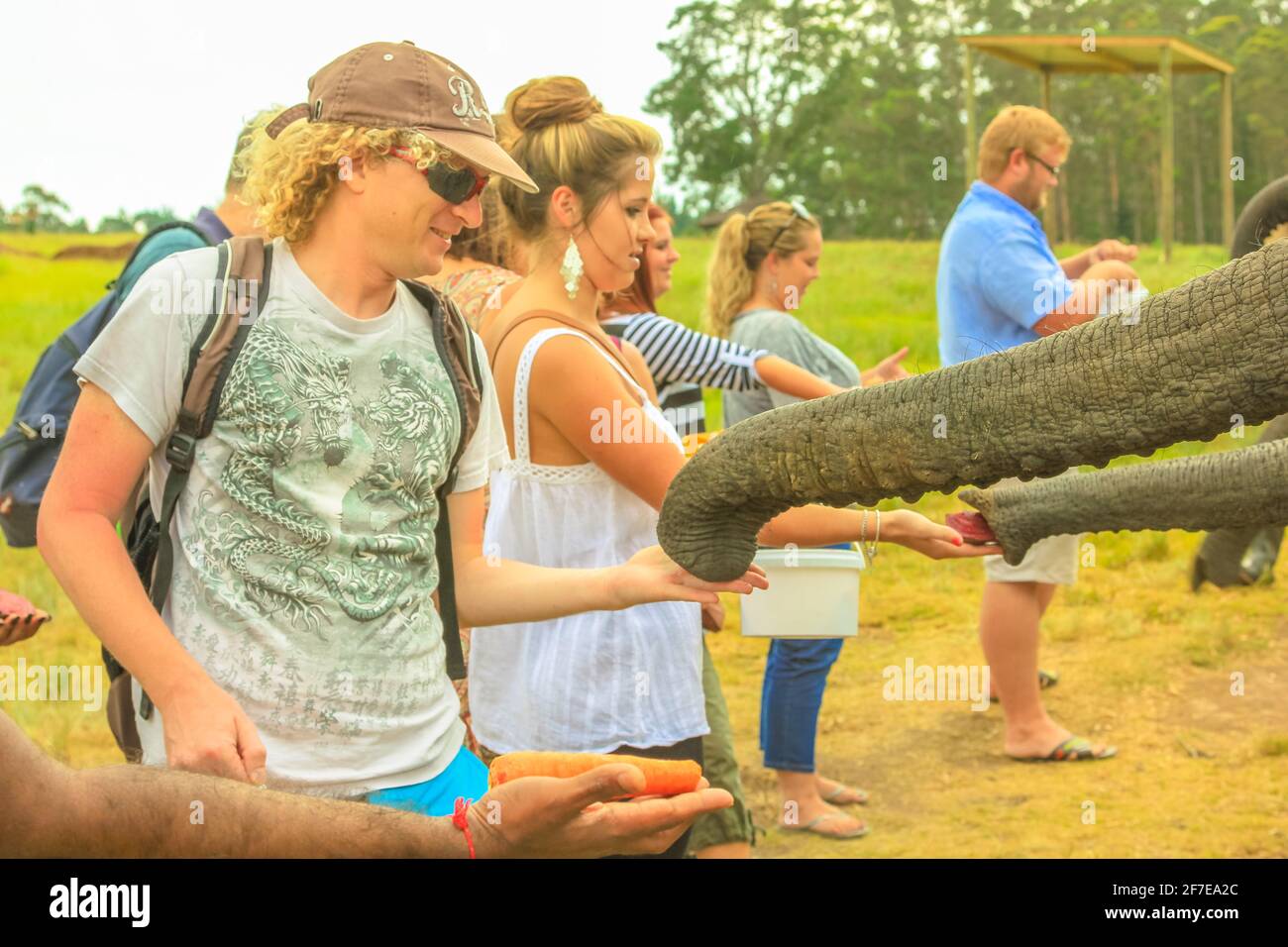 Città del Capo, Sud Africa - 5 gennaio 2014: Persone che alimentano elefanti africani nella baia di Plettenberg, Capo Occidentale sulla Garden Route. Contatto turistico femminile Foto Stock