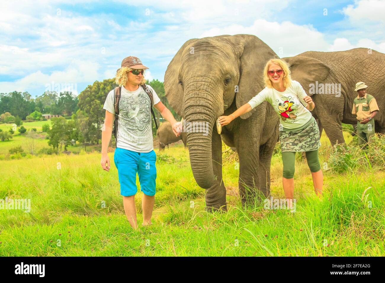 Città del Capo, Sud Africa - 5 gennaio 2014: Turisti felici che toccano un elefante africano nella baia di Plettenberg, Capo Occidentale sulla Garden Route. Femmina Foto Stock