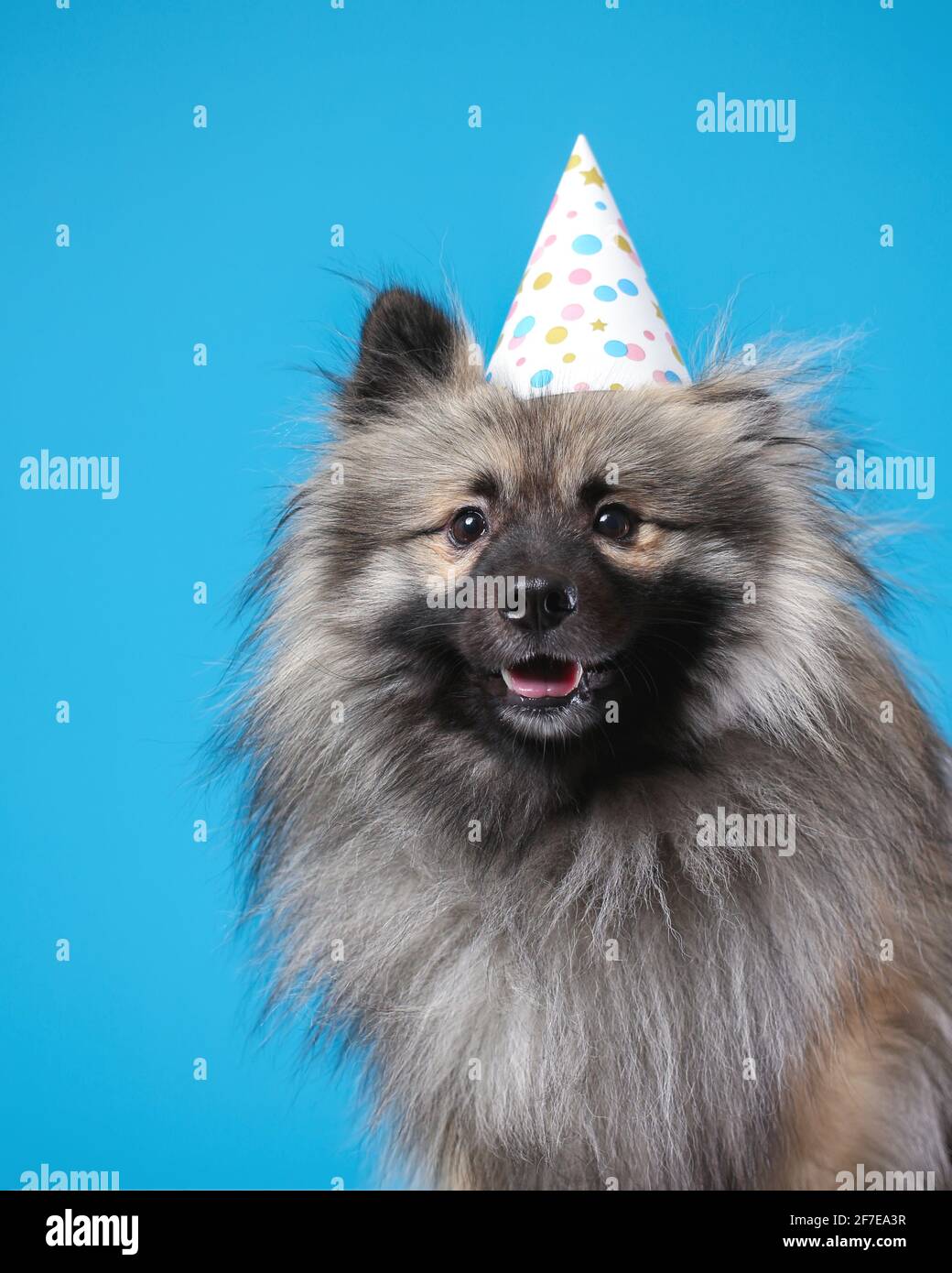 Ritratto di divertente lupo spitz indossando cappello di due giorni su sfondo blu. Keeshond purebred cane sorridente. Foto Stock