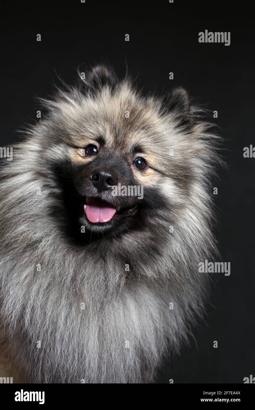 Ritratto di divertente lupo spitz con lingua fuori su sfondo nero. Keeshond purebred cane sorridente. Foto Stock