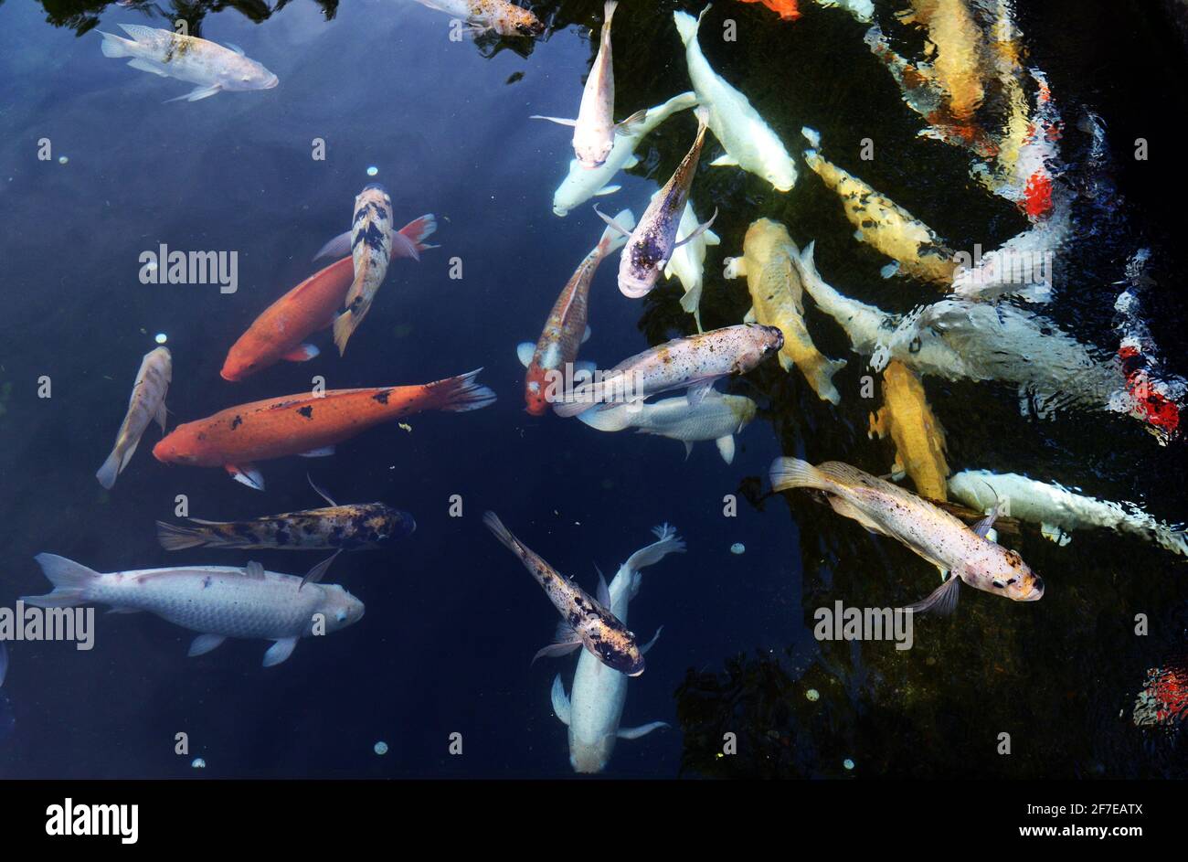 Pesci Koi nello stagno nel tempio Tirta Emcul a Bali, Indonesia. Foto Stock