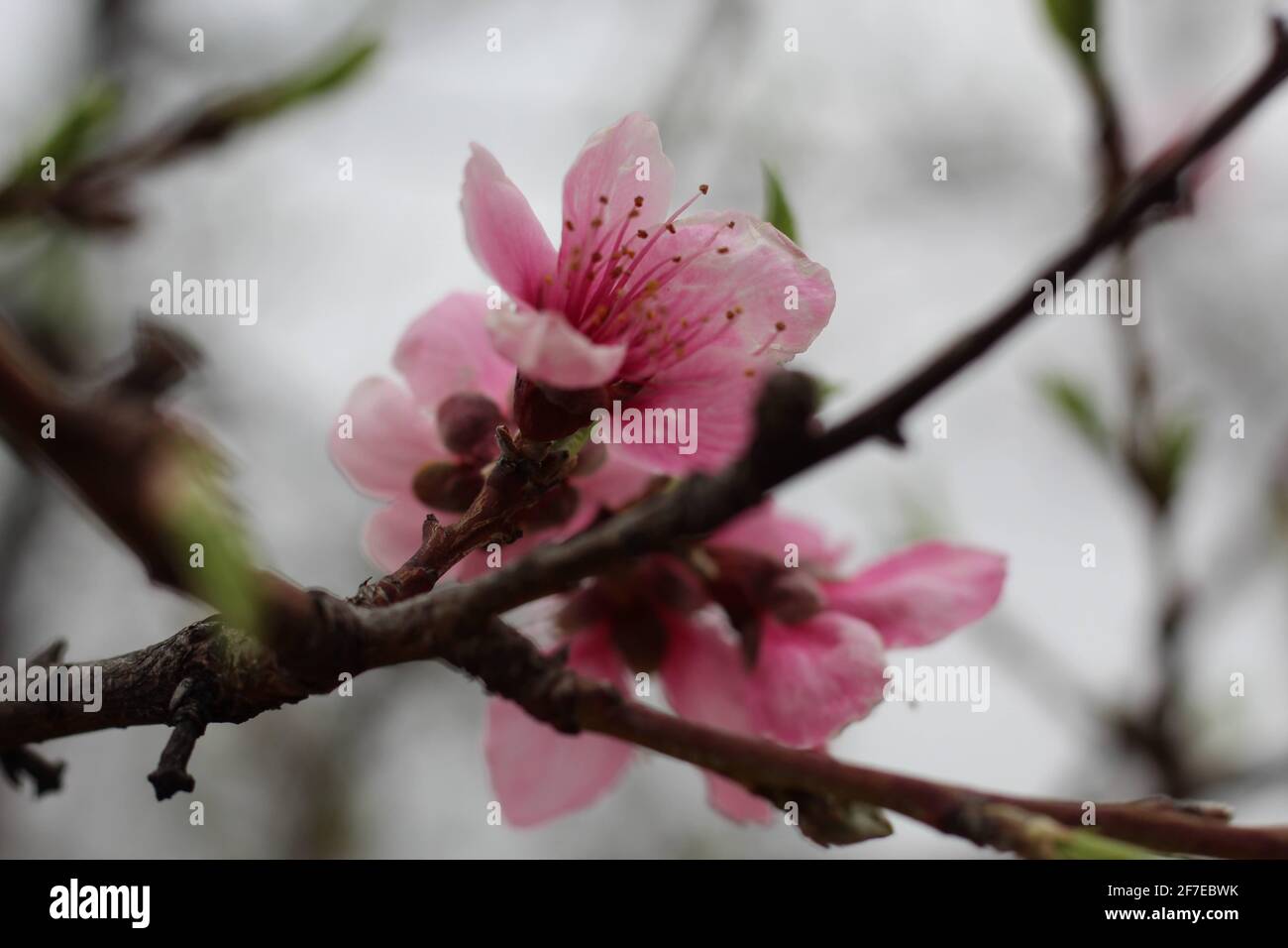 Peach blossom in primavera. Foto Stock