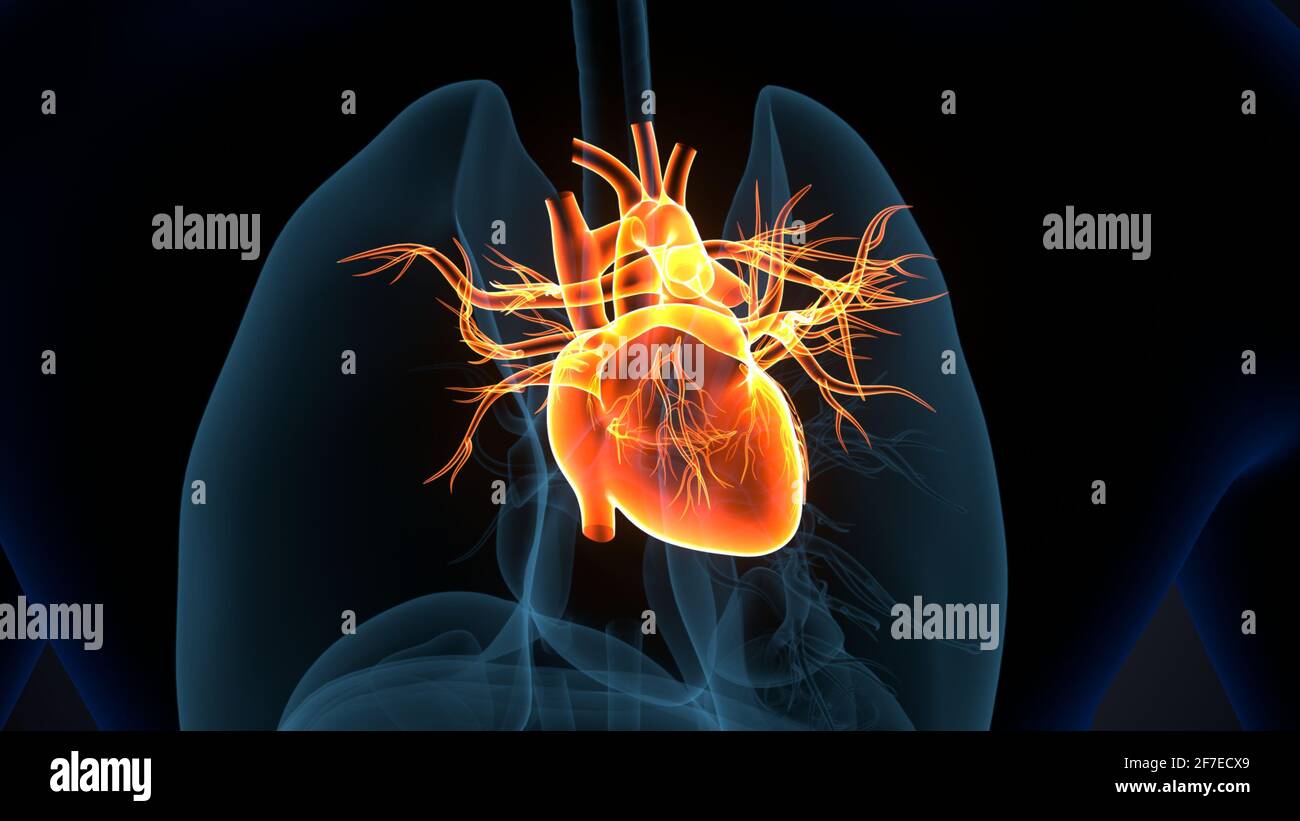 illustrazione 3d dell'anatomia cardiaca dell'organo del corpo umano. Foto Stock