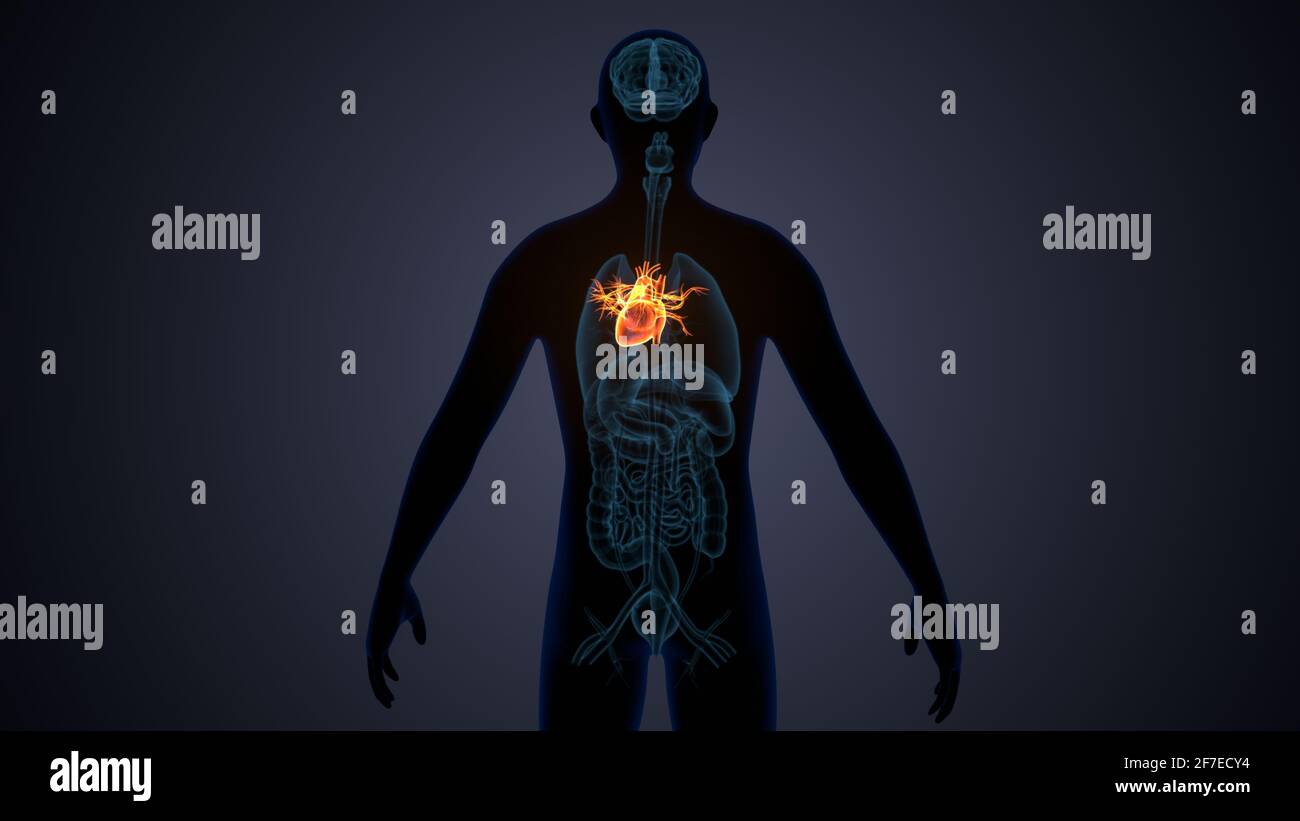illustrazione 3d dell'anatomia cardiaca dell'organo del corpo umano. Foto Stock