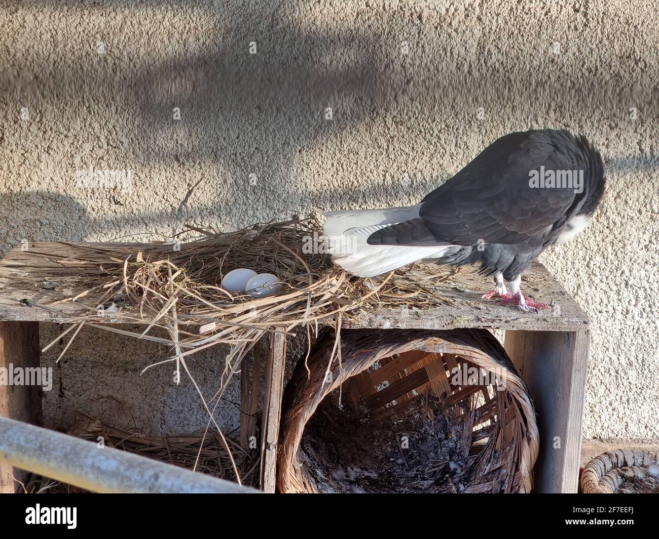 primo piano foto di piccione nel nido Foto stock - Alamy