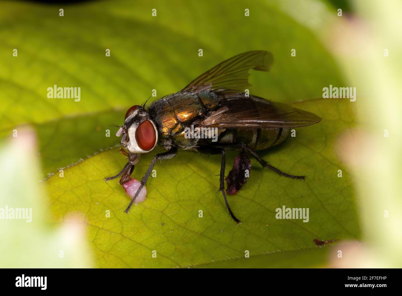 Mosca di pecora australiana della specie Lucilia cuprina Foto Stock