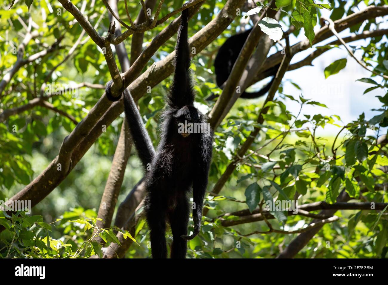 Scimmietta nera della specie Ateles chamek Foto Stock