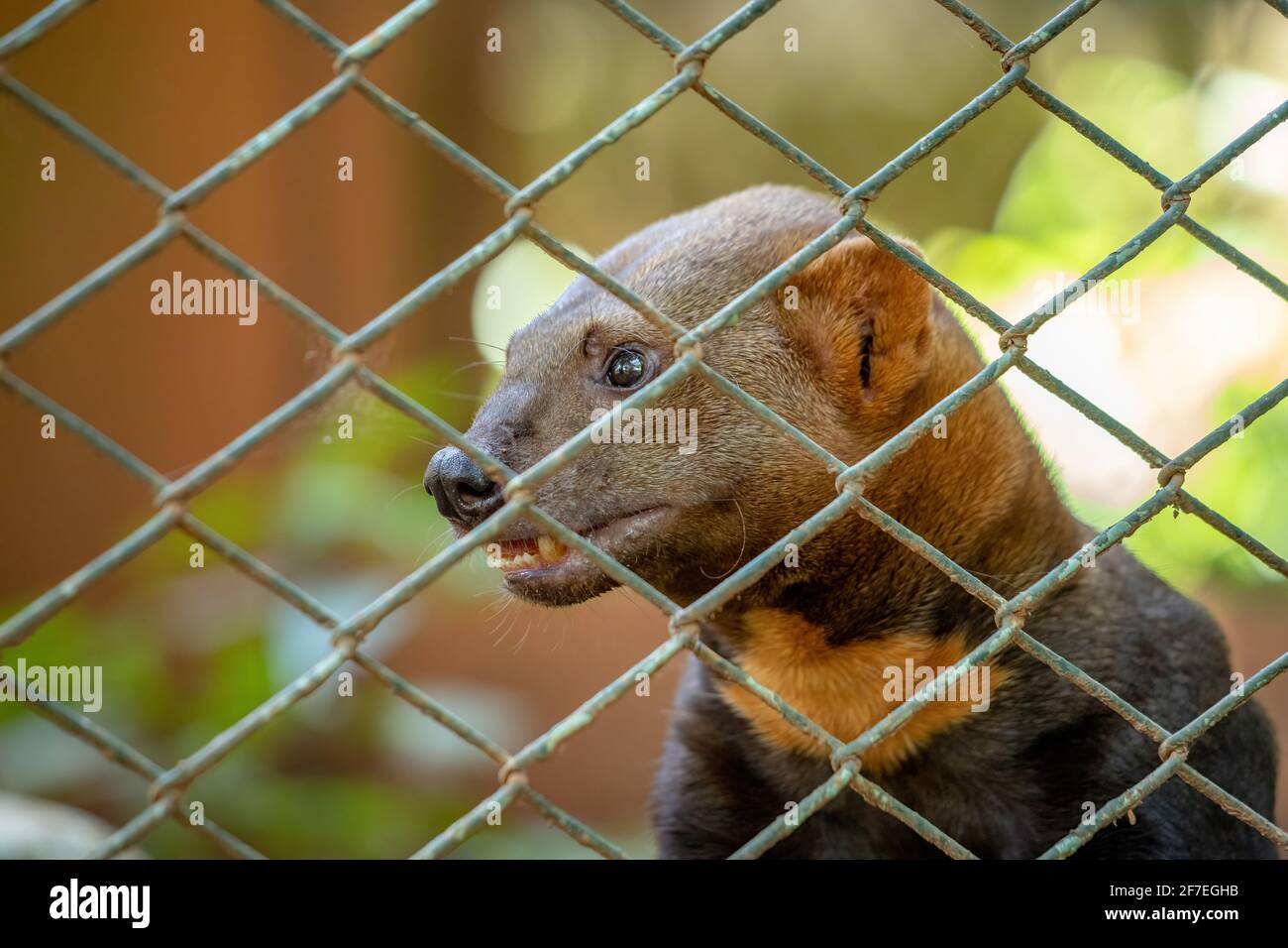 Tayra animale selvatico della specie Eira barbara Foto Stock