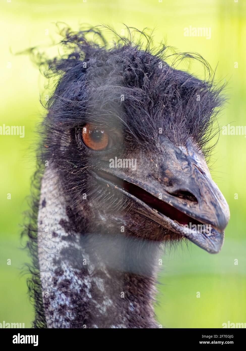 uem della specie Dromaius novaehollandiae, il secondo uccello vivente per altezza Foto Stock