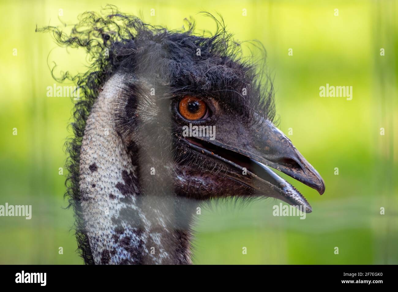 uem della specie Dromaius novaehollandiae, il secondo uccello vivente per altezza Foto Stock