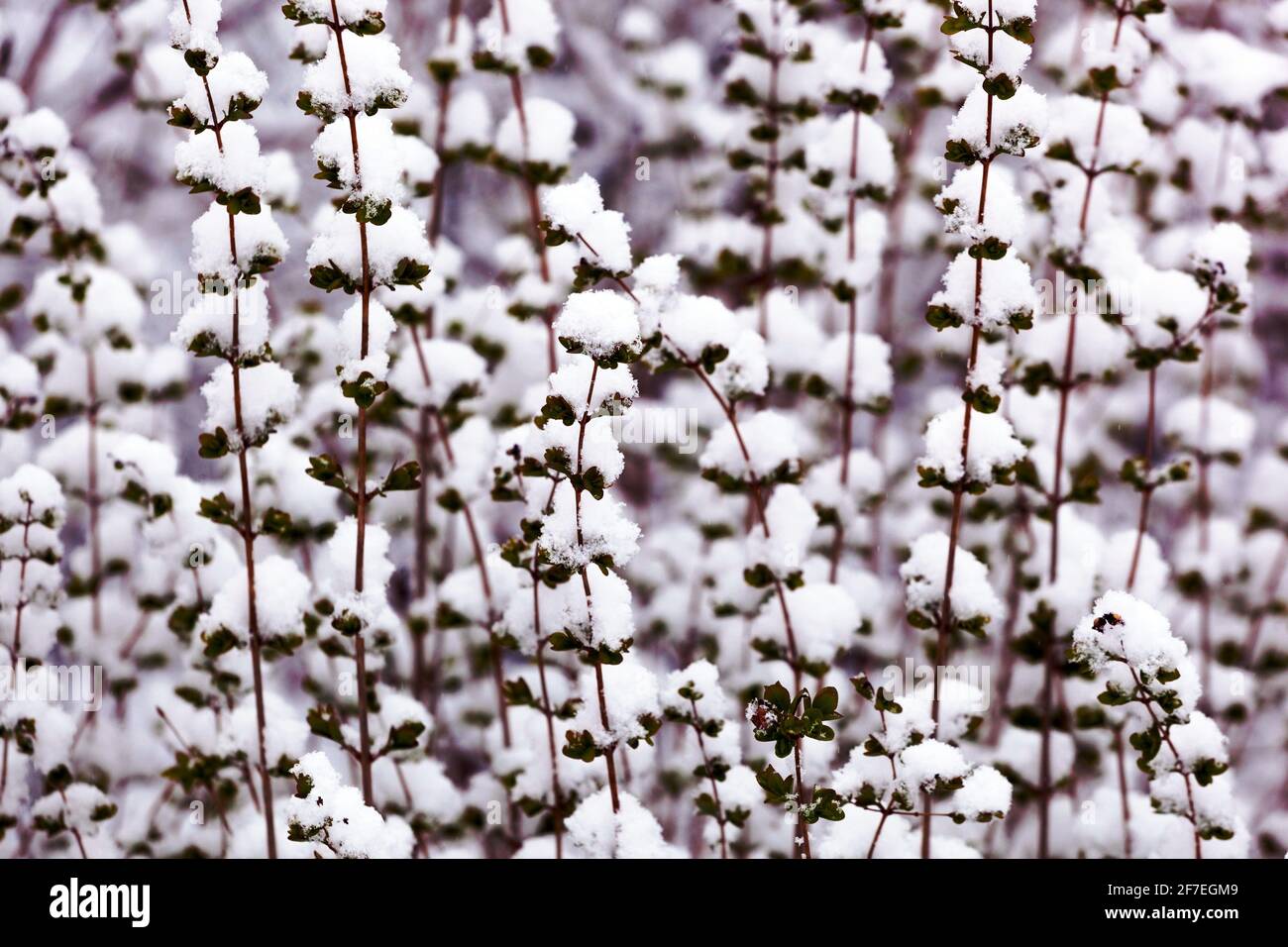 Inverno neve scena arbusto in bianco Foto Stock