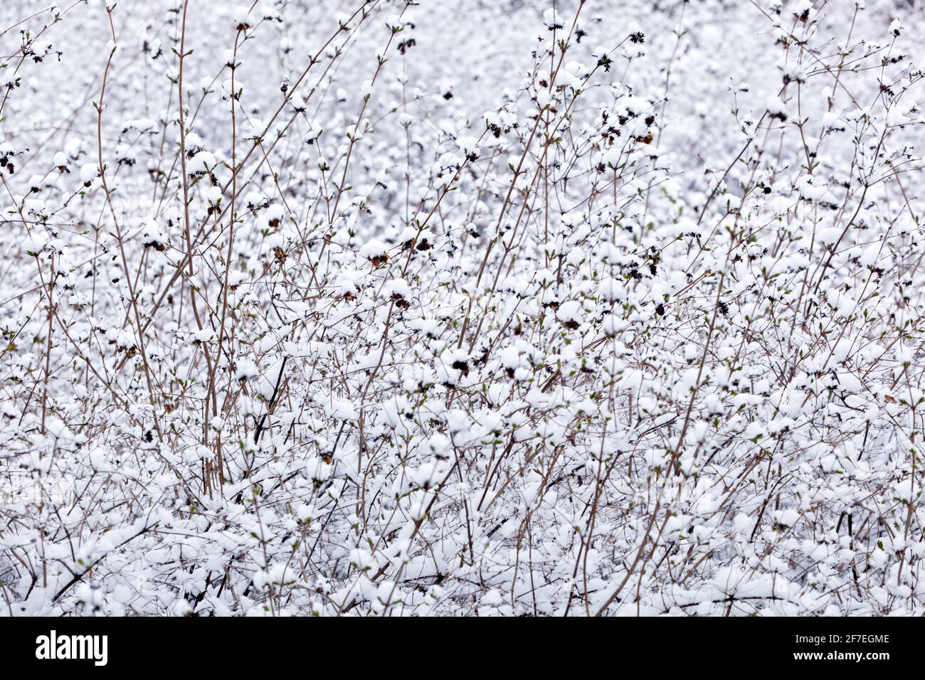 Inverno neve scena arbusto in bianco sfondo Foto Stock